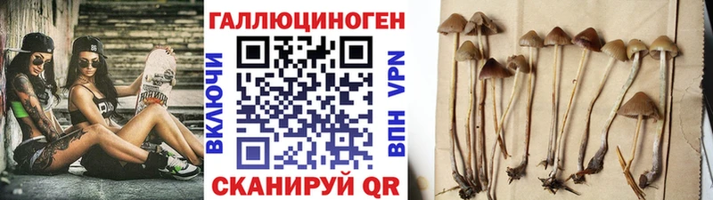 Псилоцибиновые грибы Psilocybine cubensis  Купить закладки  Волхов 